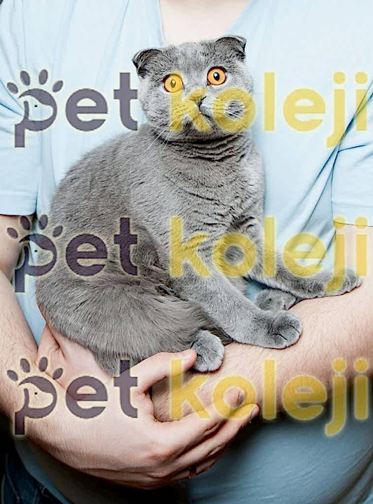 Kedi banyo ve yıkama