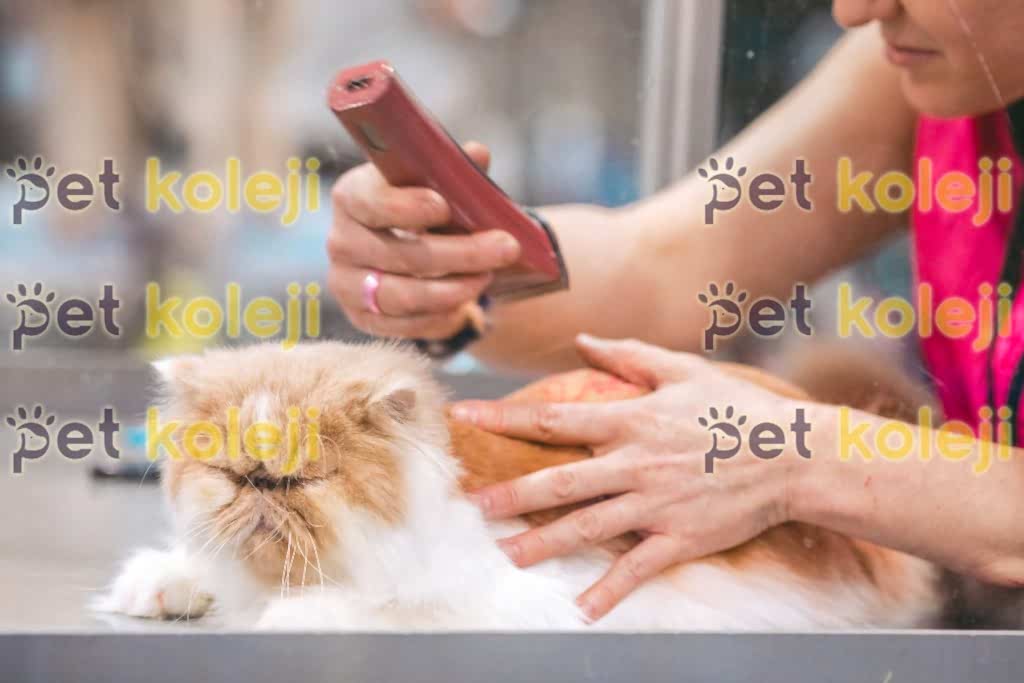 Kedi Makina Tıraşı