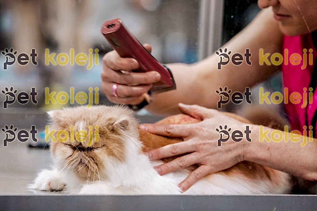 kedi tırnak kesimi