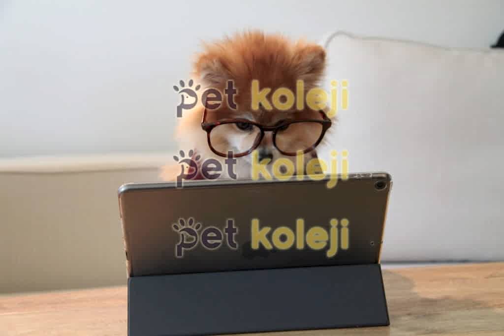 Pet Kuaför Açmak İçin Gerekli Belgeler Nelerdir