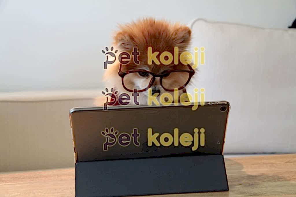 Pet Kuaför Eğitimi Nereden Alınır?