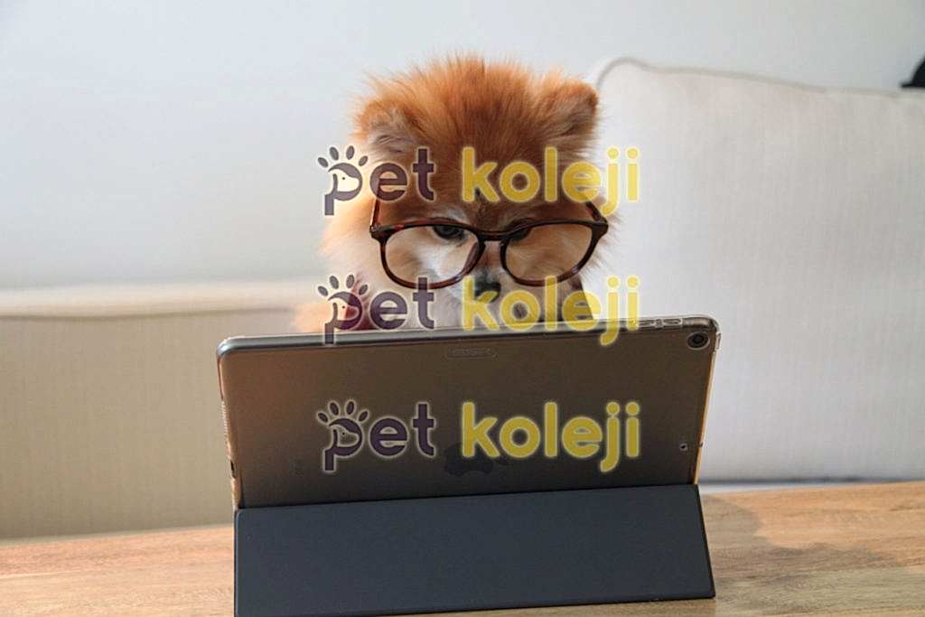 Yavru Köpekler Ne Yer? Hangi Mamalar Önerilir