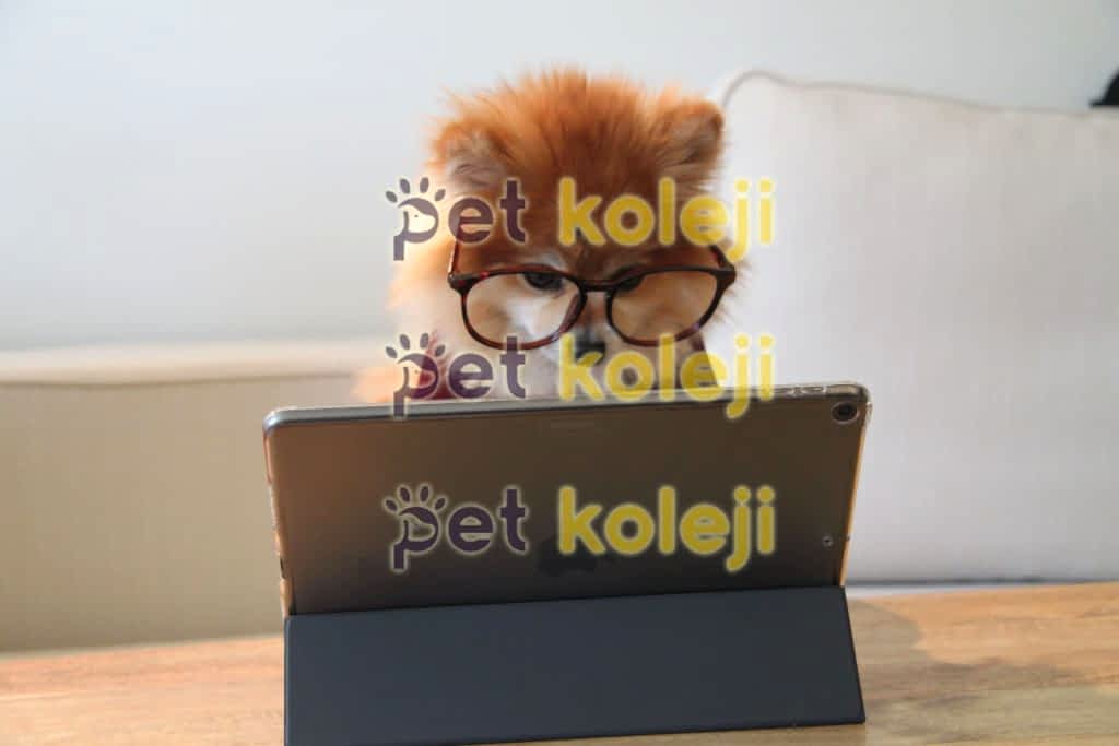 Köpek Tırnağı Nasıl Kesilir