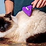 birman kedi tıraşı modelleri