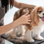 cavailer king charles tıraşı modelleri