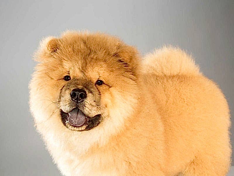 chow chow traşı ve bakımı