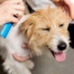 jack russell terrier tıraşı modelleri
