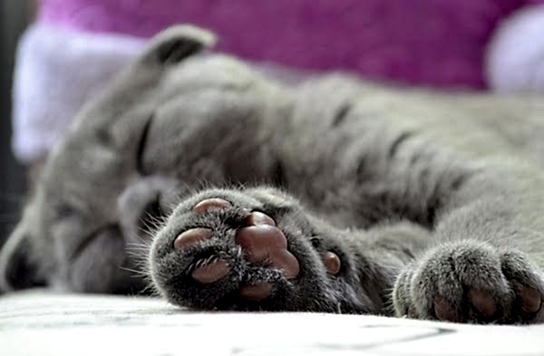 kedi pati bakımı ve tıraşı