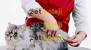 Kedi Tıraşı Fiyatları
