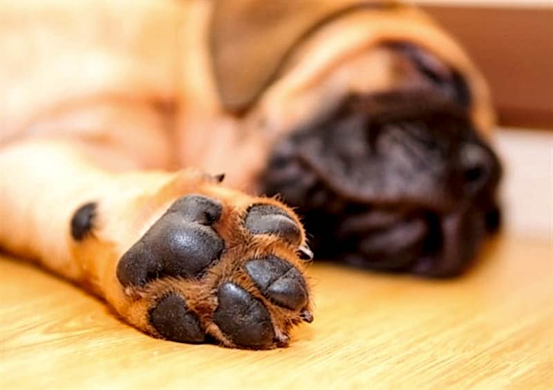 Köpek Pati Bakımı ve Tıraşı