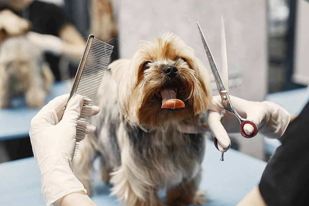 köpek tıraş edilir mi