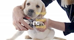 Köpek Tırnak Kesimi