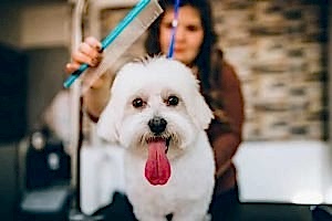 köpek tüy bakımı