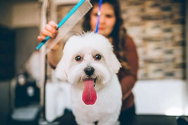 Köpeklerin Tüy Bakımı Nasıl Yapılır?