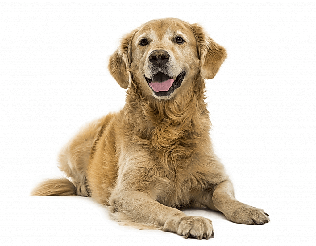 köpekler ne zaman traş edilir