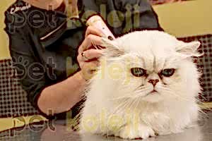 Kedi Tıraşı Fiyatları 2022