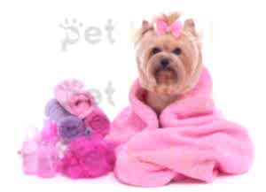Köpek Tıraşı Fiyatları