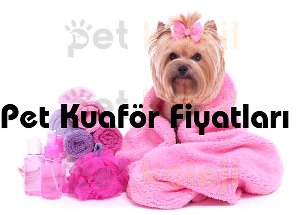 Pet kuaför fiyatları
