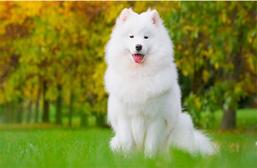 samoyed tıraşı ve bakımı