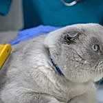 scottish fold tıraşı modelleri