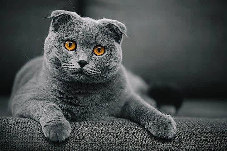 Scottish Fold Tıraşı ve Bakımı