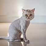 scottish straight kedi tıraşı modelleri