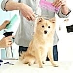 spitz köpek tıraşı modelleri