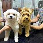 YorkShire Terrier Traşı ve Modelleri