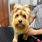 YorkShire Terrier Traşı ve Modelleri