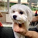 Terrier Traşı ve Modelleri