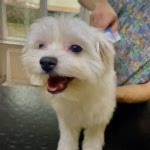 Terrier Traşı ve Modelleri