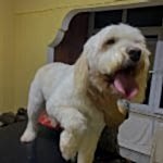 GoldenDoodle Traşı ve Modelleri