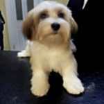 Morkie Traşı ve Modelleri