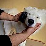 Samoyed Traşı ve Modelleri