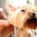 yorkshire terrier tıraşı modelleri