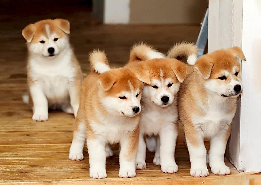 Akita Traşı ve Bakımı