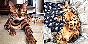 Bengal Kedisi