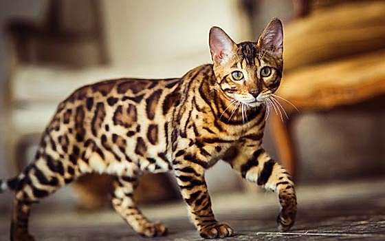 bengal kedisi traşı ve bakımı