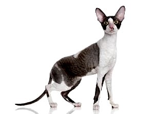 Cornish Rex Kedisi