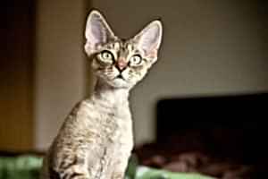 Devon Rex Kedisi
