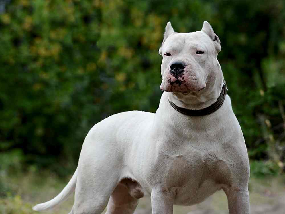 Dogo Argentino Traşı ve Bakımı