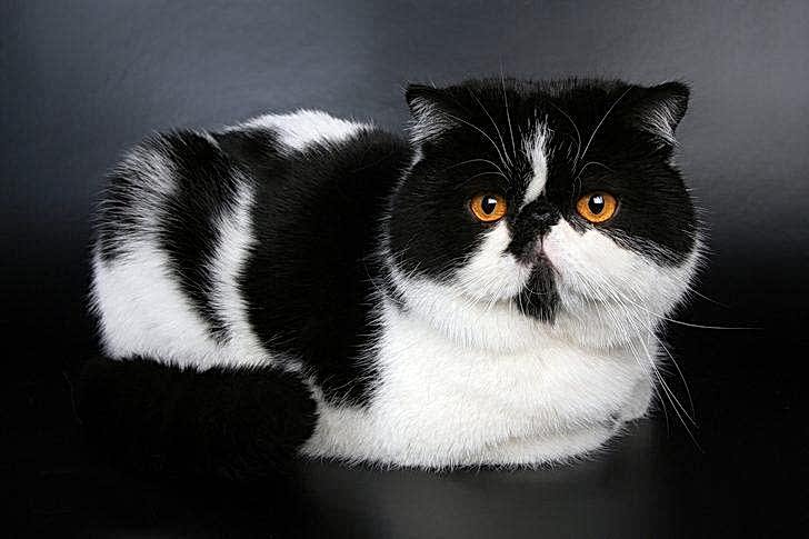 Exotic Shorthair Traşı ve Bakımı