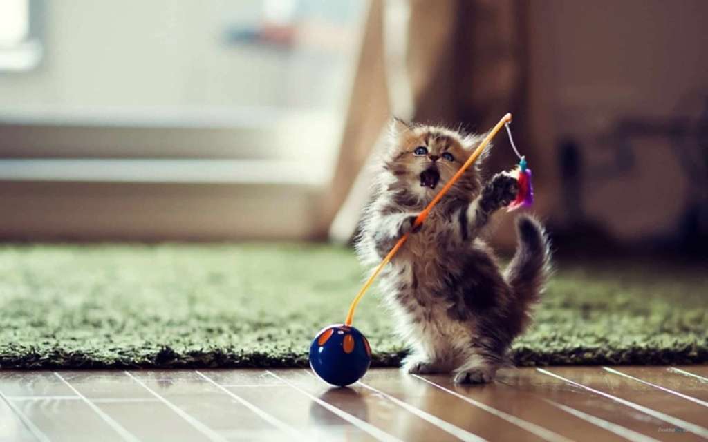 kedi nasıl eğitilir
