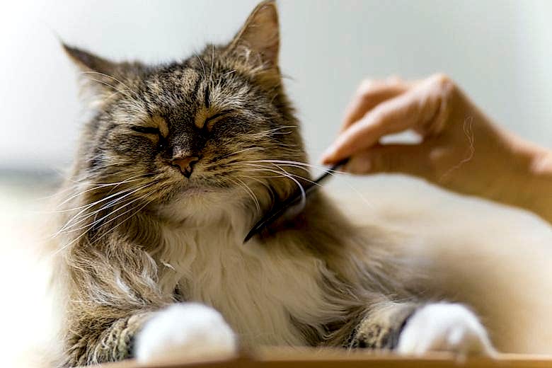 kedi tıraşı