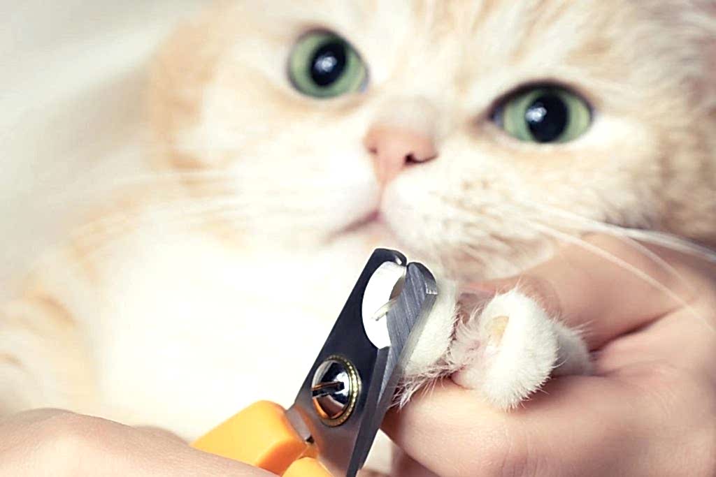 kedi tırnağı bakımı ve kesimi