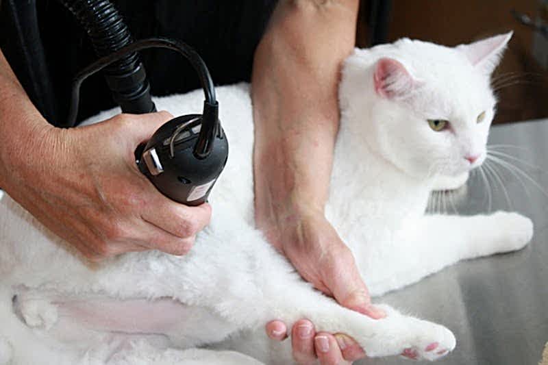kedi traşı nerede yapılır
