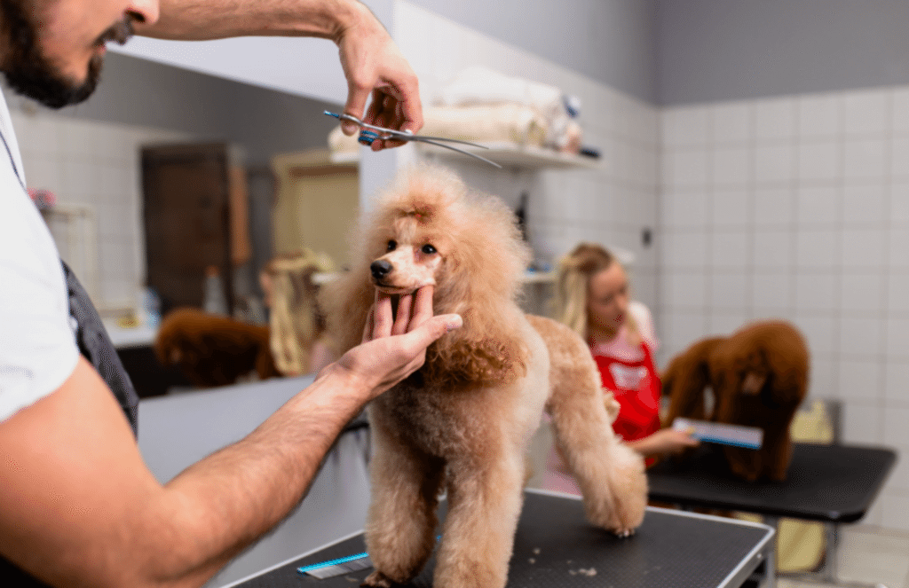 köpek traşı nerede yapılır