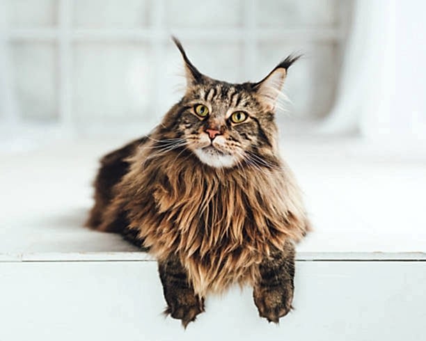 Maine Coon Traşı ve Bakımı