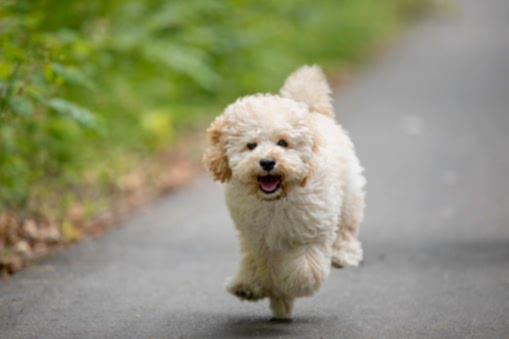 maltipoo traşı ve bakımı