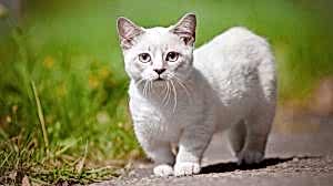Munchkin Kedisi